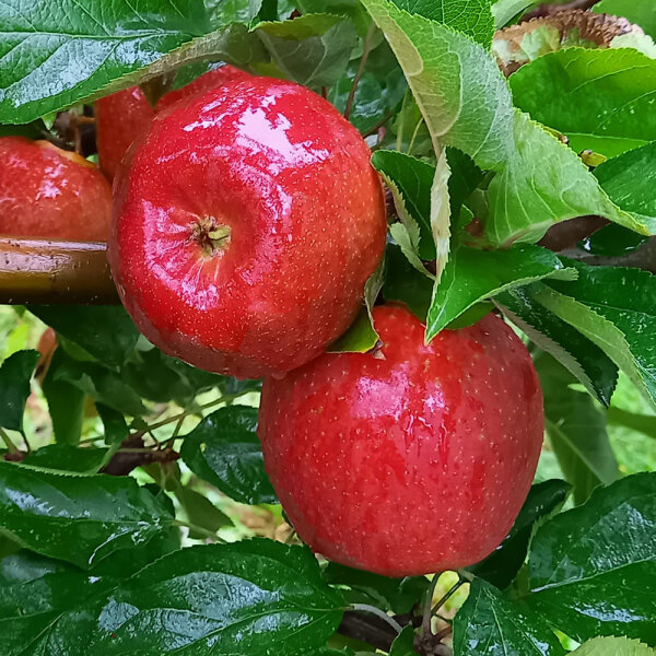 Allergiker Apfel Probierpaket ZIN186